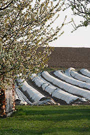 Spargelhof Hainzlmair (Foto: Martin Schmitz)